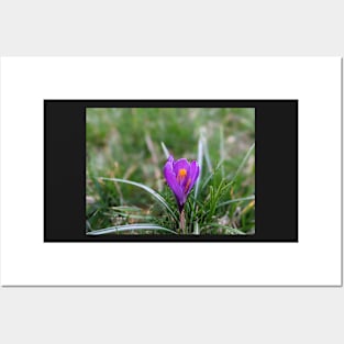 Purple and orange flower in grass 3 Posters and Art